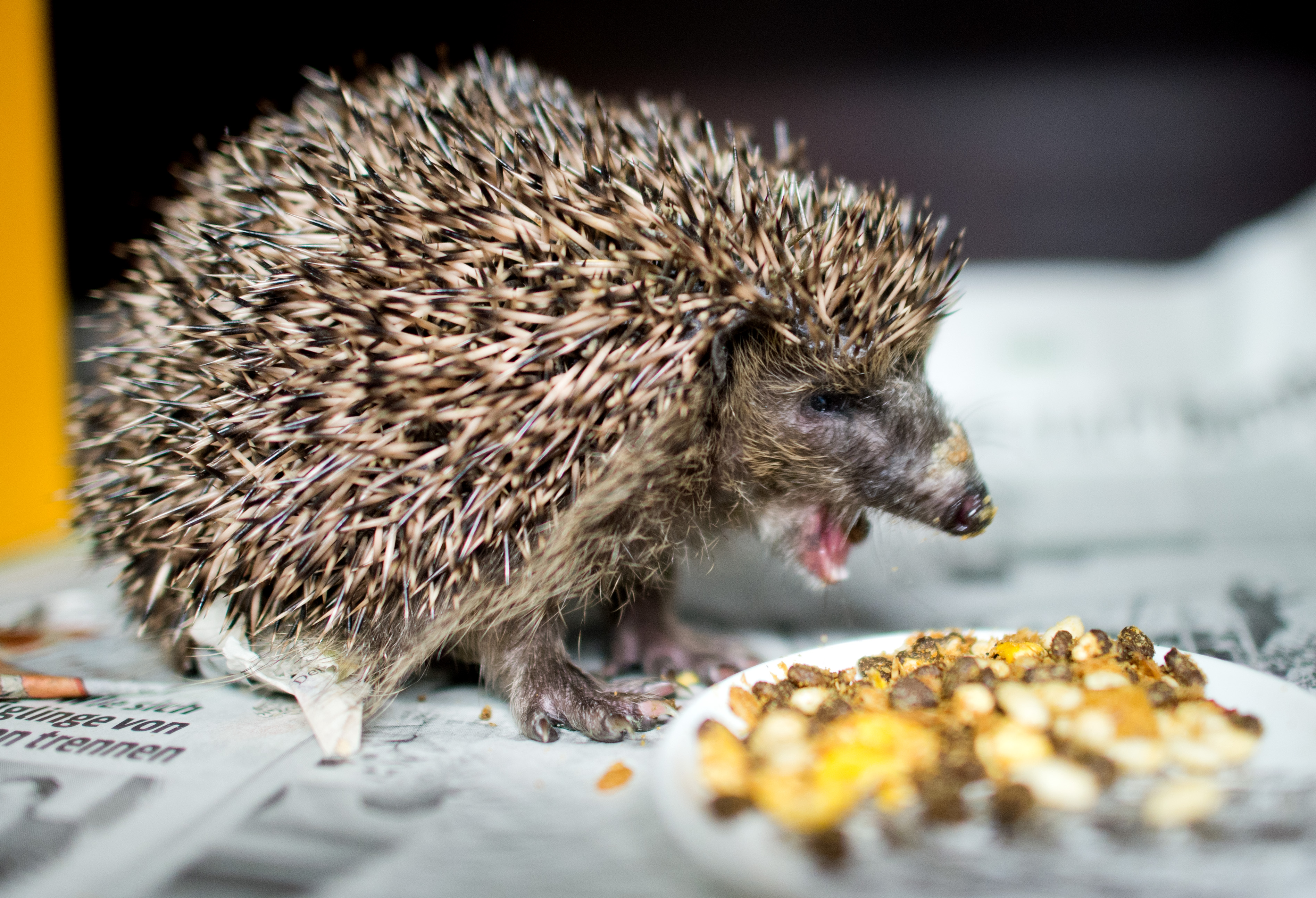 Igel am Futternapf