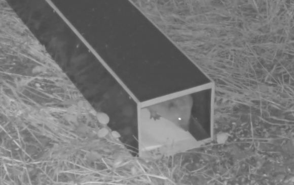 Wildtierkamera im LBV-Garten