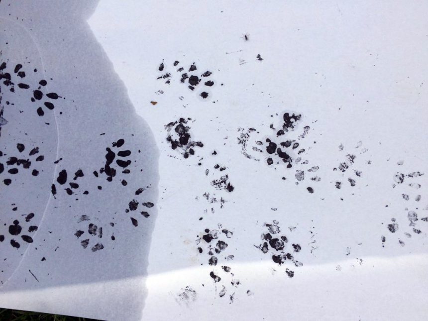 Welches Tier hinterlässt welche Spuren? Igel in Bayern