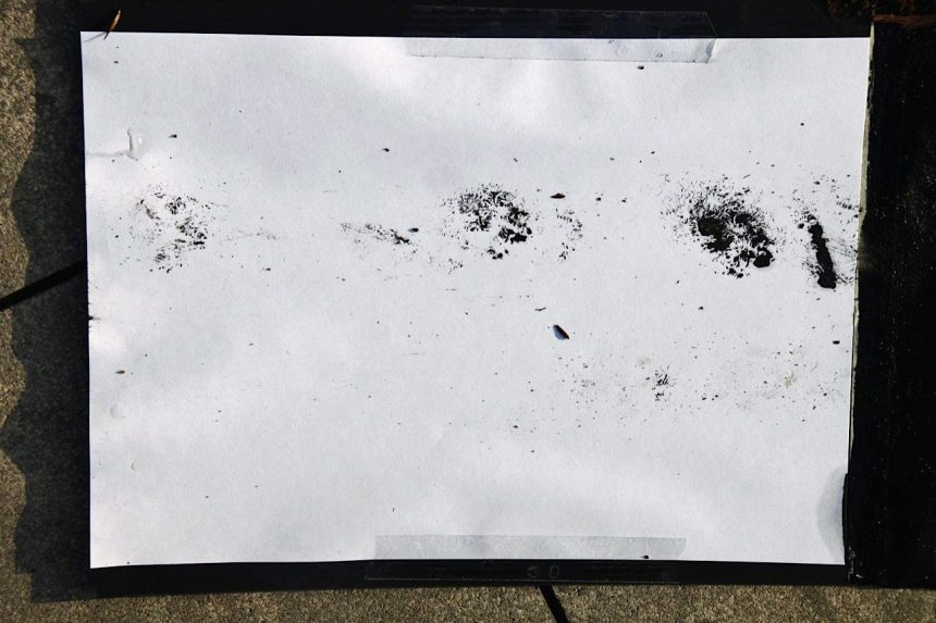 Welches Tier hinterlässt welche Spuren? Igel in Bayern