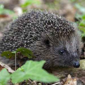 Igel auf der Roten Liste Bayerns