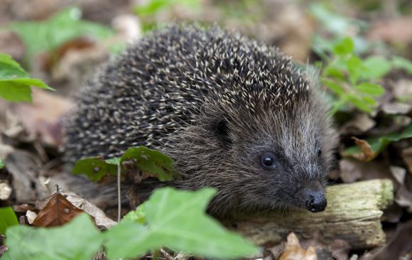 Igel auf der Roten Liste Bayerns