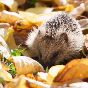 Geschützte Igel – Bundesnaturschutzgesetz