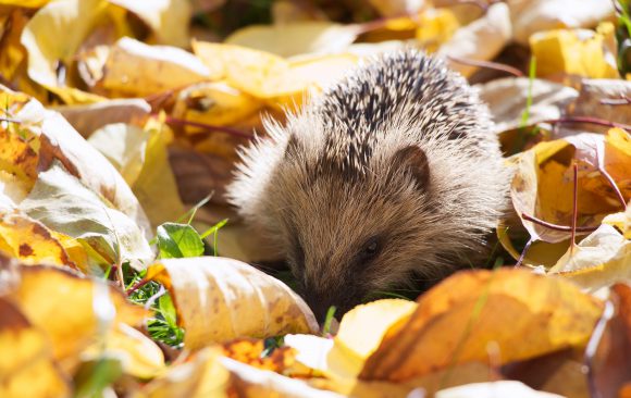 Geschützte Igel – Bundesnaturschutzgesetz