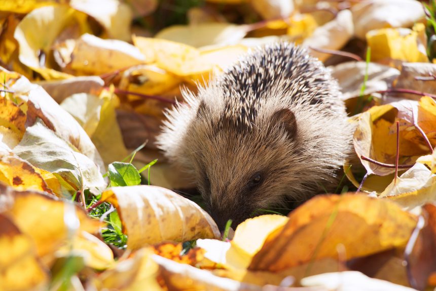 Geschützte Igel – Bundesnaturschutzgesetz