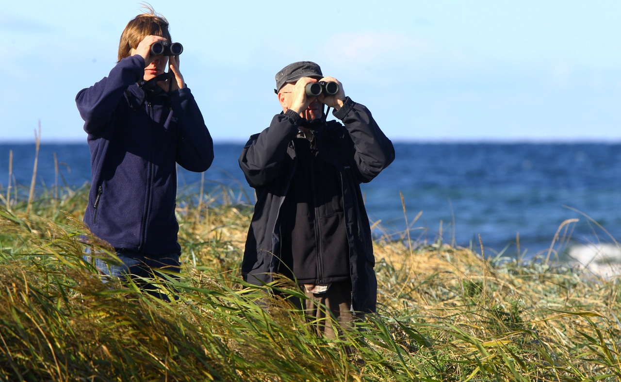 Hobby-Ornithologen beobachten mit ihren Ferngläsern auf der Vogelinsel Langenwerder in der Wismarbucht Seevögel über der Ostsee. © Jens Büttner/picture-alliance/dpa