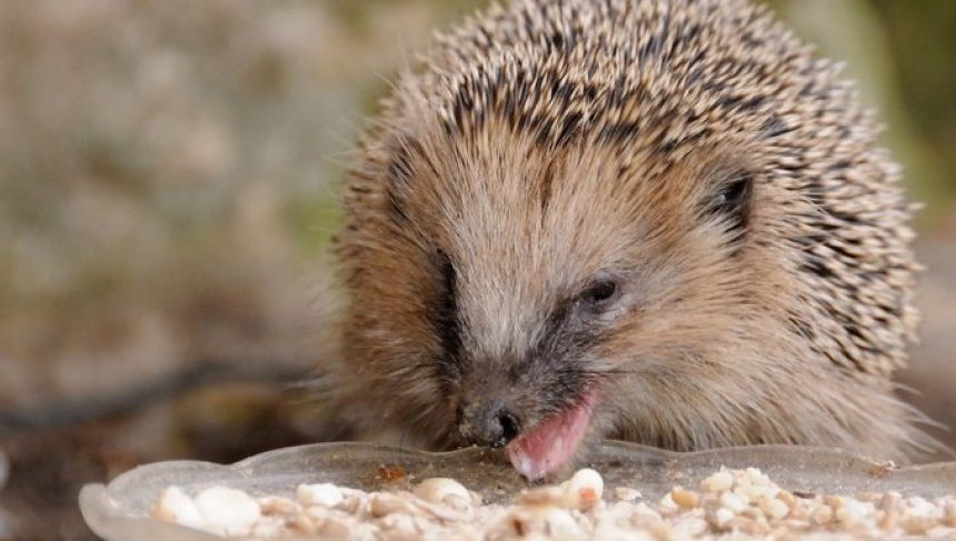 Igel-Erwachen im Frühjahr