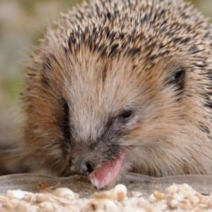 Igel-Erwachen im Frühjahr