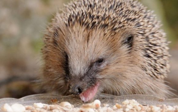 Igel-Erwachen im Frühjahr