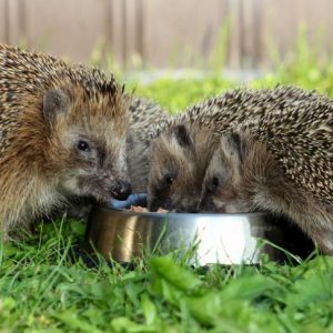 Igel-Ganzjahresfütterung