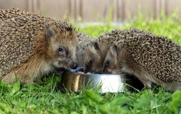 Igel-Ganzjahresfütterung