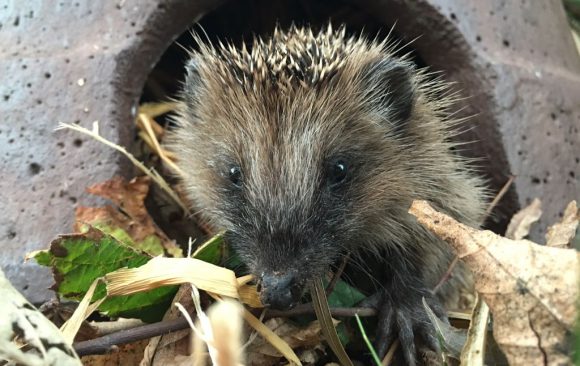 Igel im Herbst zufüttern