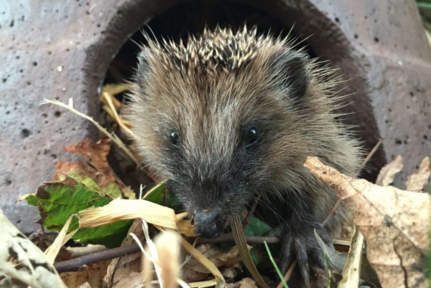 Igel im Herbst zufüttern