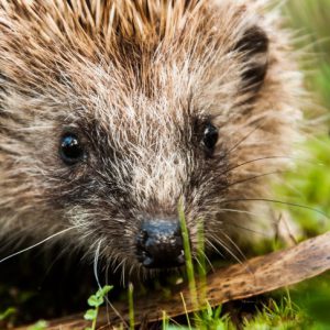 Igel haben Insekten zum Fressen gern