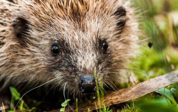 Igel haben Insekten zum Fressen gern