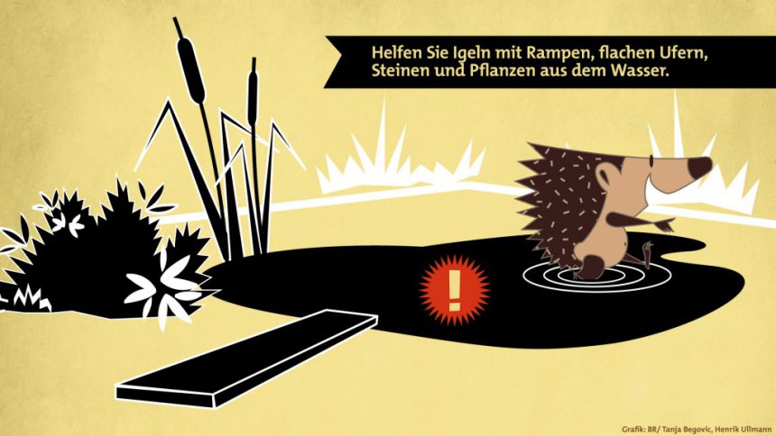 Zehn Tipps, wie Sie den Igel vor Gefahren schützen Igel in Bayern