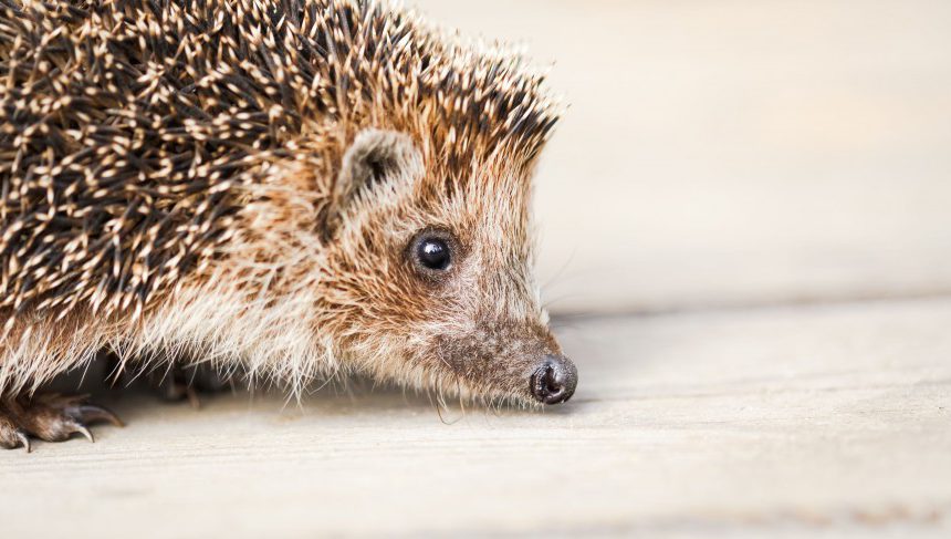 Mit einem Igeltunnel dem Igel auf der Spur