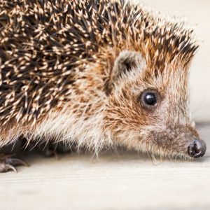 Mit einem Igeltunnel dem Igel auf der Spur