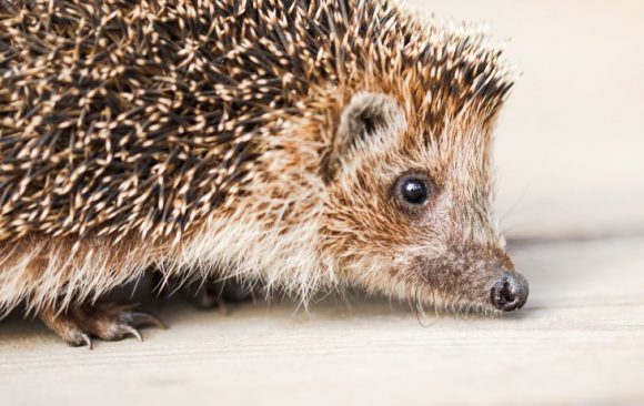 Mit einem Igeltunnel dem Igel auf der Spur