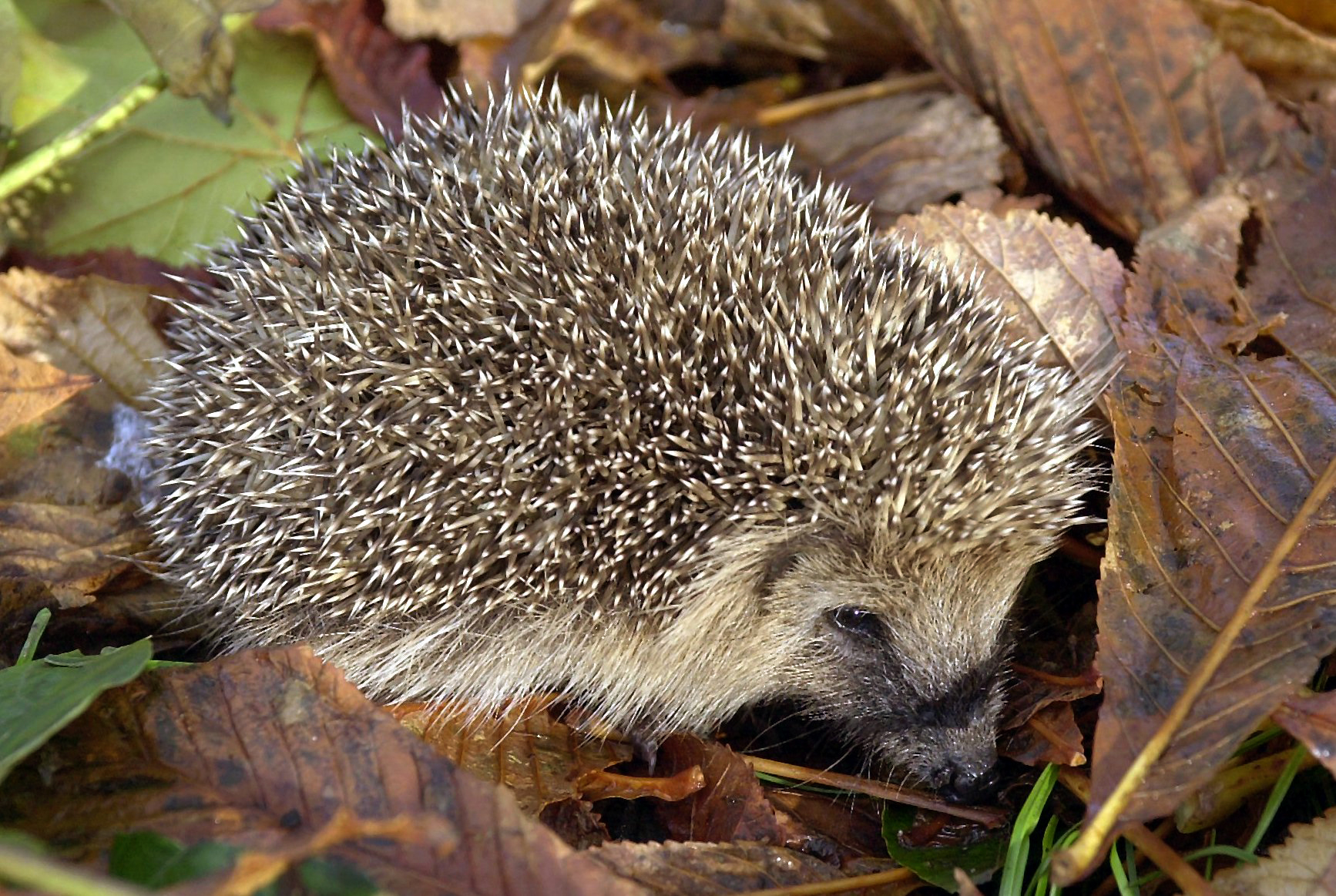 Tipps für ein Igelhaus Igel in Bayern