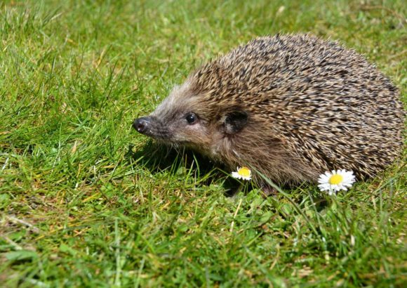 Igel Hubi kommt ins Fernsehen