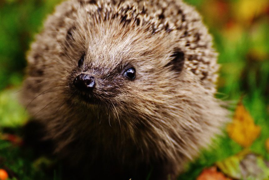 Igel zählen – Machen Sie mit!