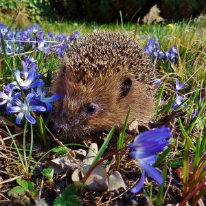 2020: Der Igel während des Covid-19-Lockdowns