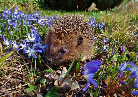 2020: Der Igel während des Covid-19-Lockdowns