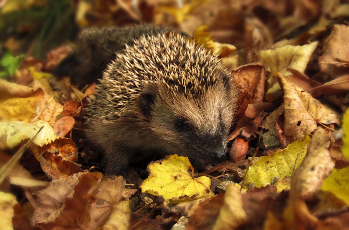 Igel Herbst Igel-Tipps & Anleitungen