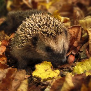 Igel-Tipps & Anleitungen herunterladen