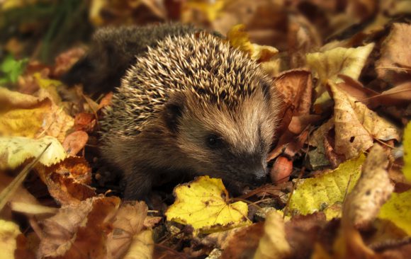 Igel-Tipps & Anleitungen herunterladen