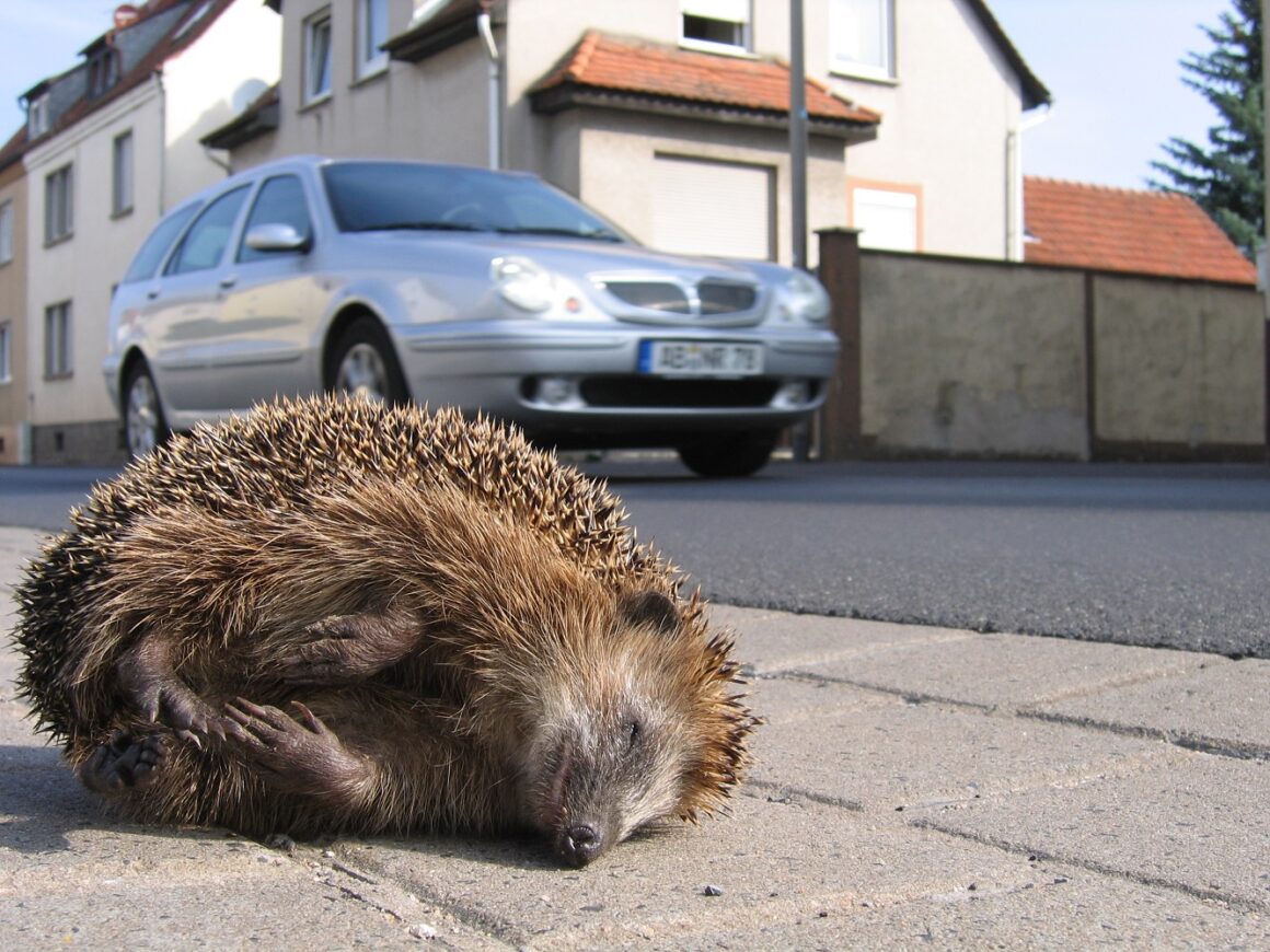 Toter Igel am Strassenrand toter Igel am Strassenrand