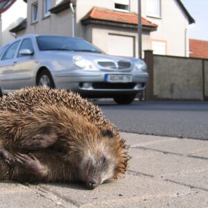 toter Igel am Strassenrand