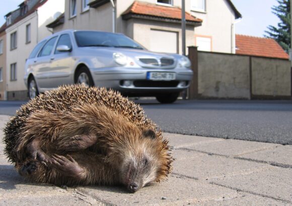 toter Igel am Strassenrand